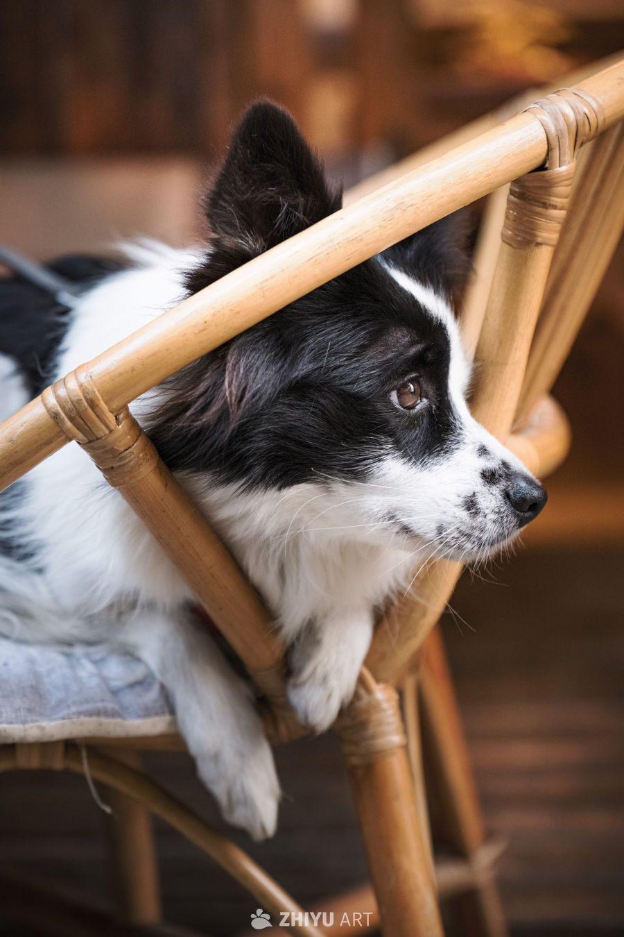 小狗竹椅静憩图