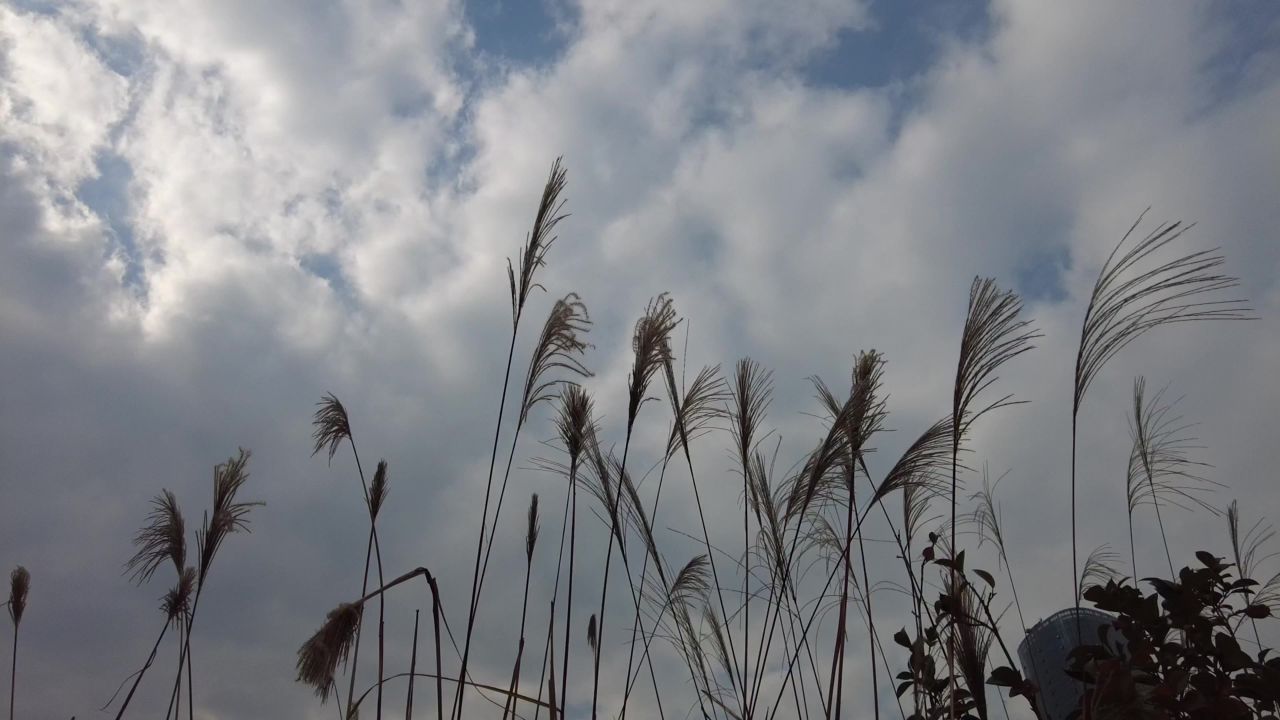 枯萎芦苇植物实拍 