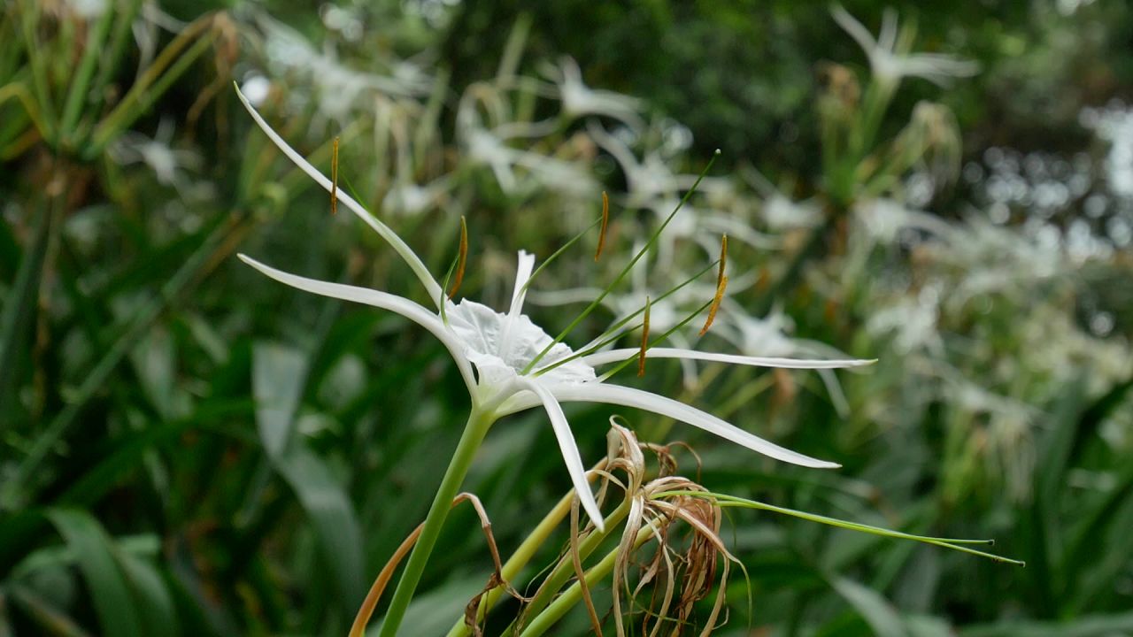 白色水鬼蕉花一朵