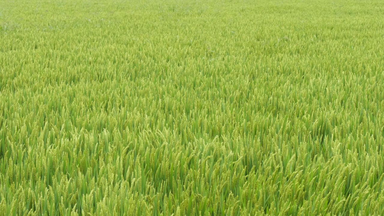 农村水稻田野粮食庄稼丰收 11