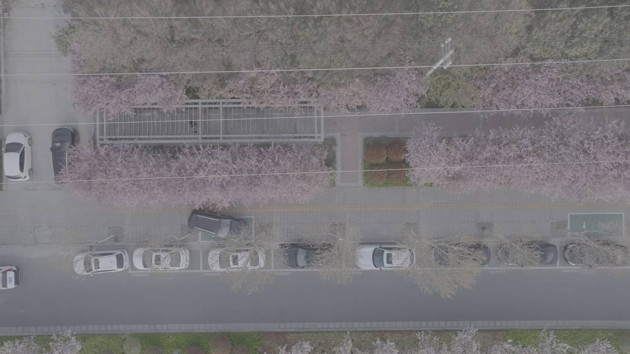 樱花盛开的街道