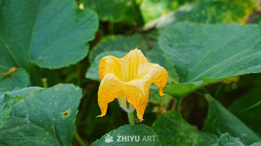 南瓜花盛开的田野