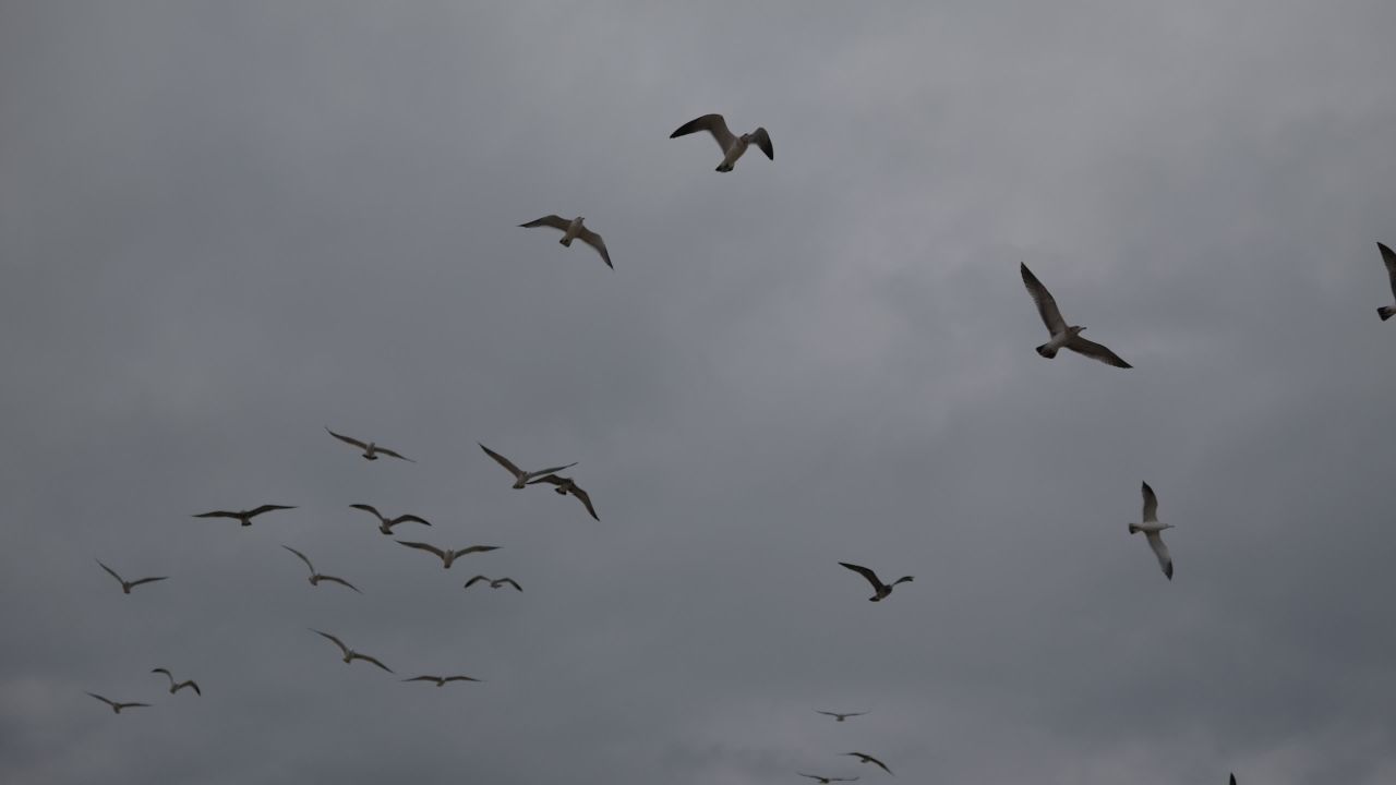 【实拍样片】松下S1M2-6K相机实拍原片视频 7