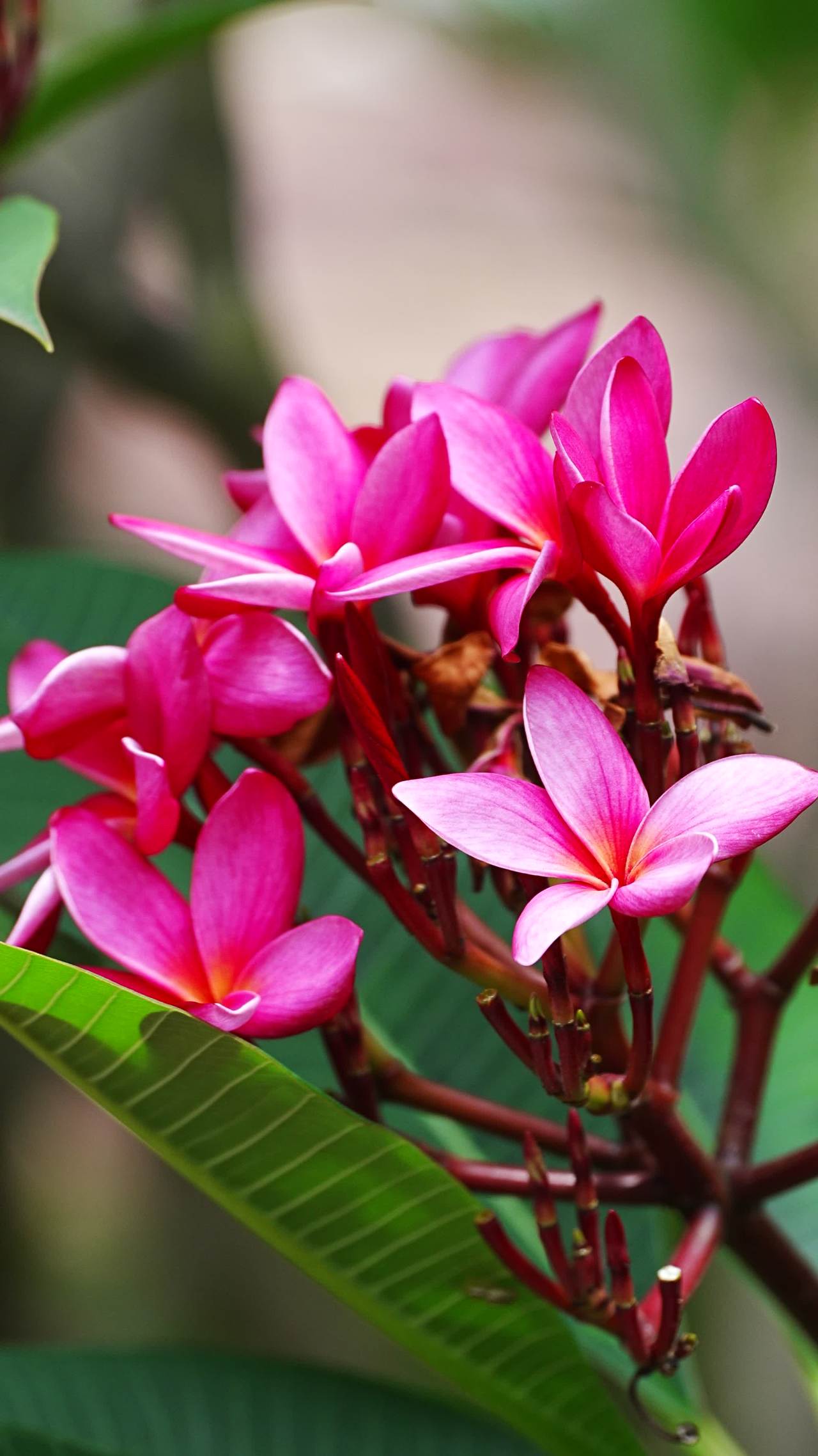 热带风情：粉色花海