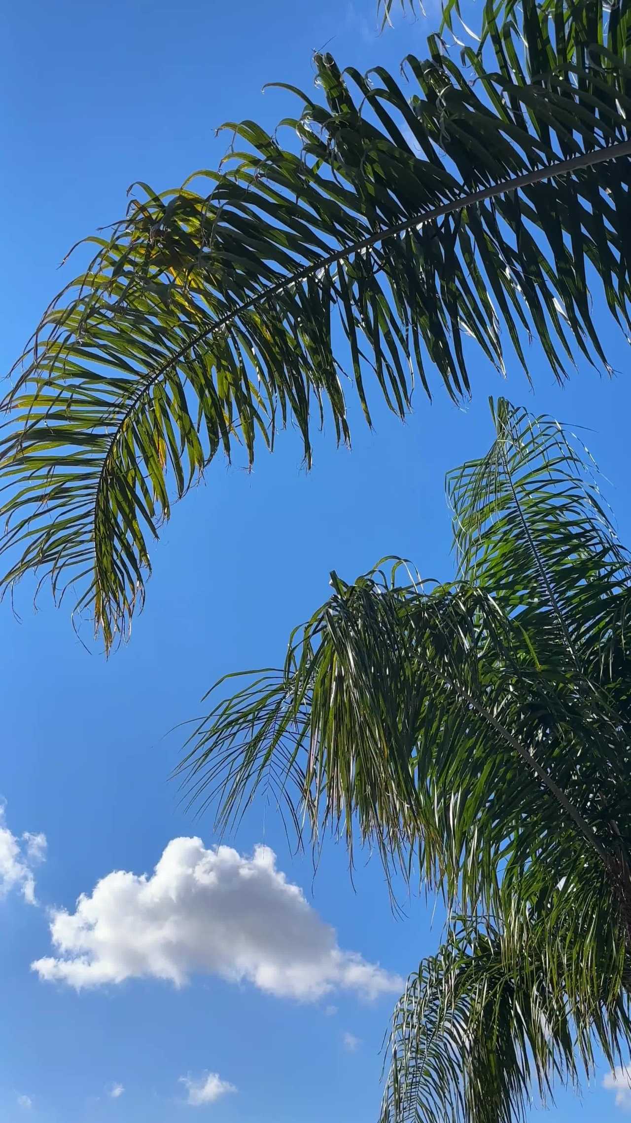 蓝天下的棕榈树