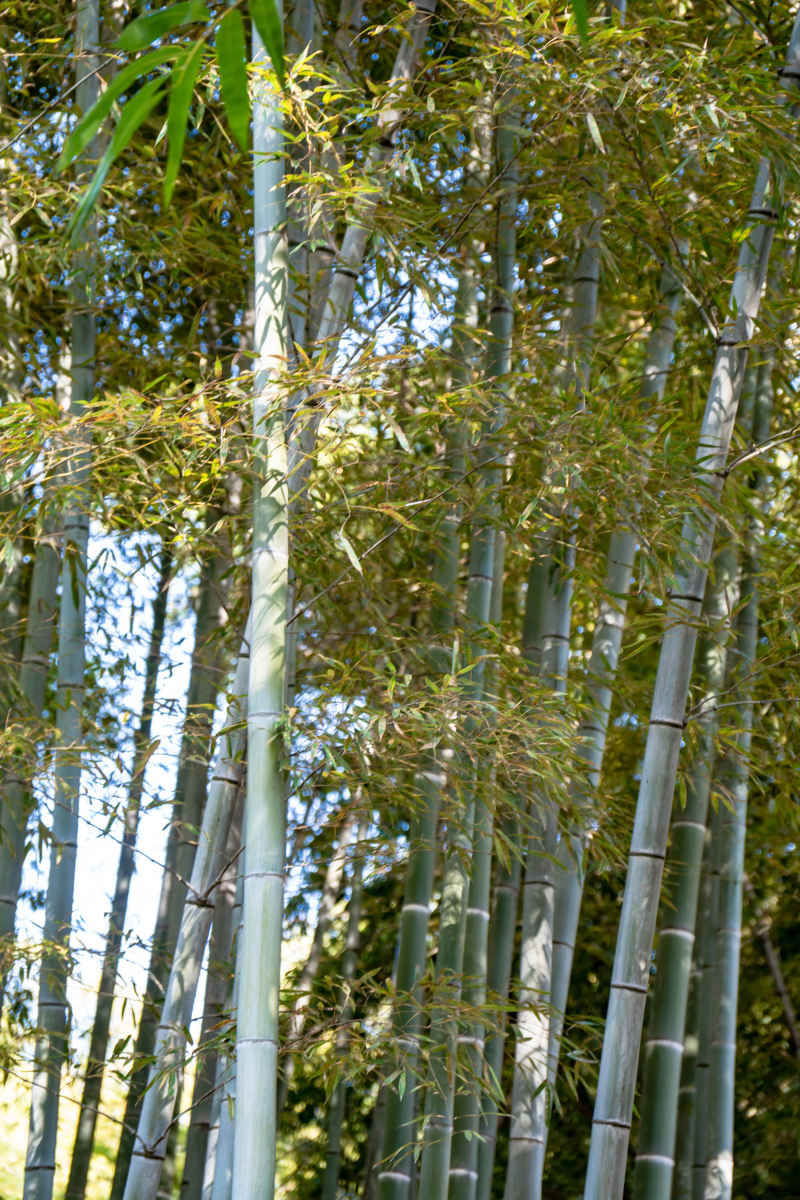 植物竹叶竹子树枝树叶摄影图