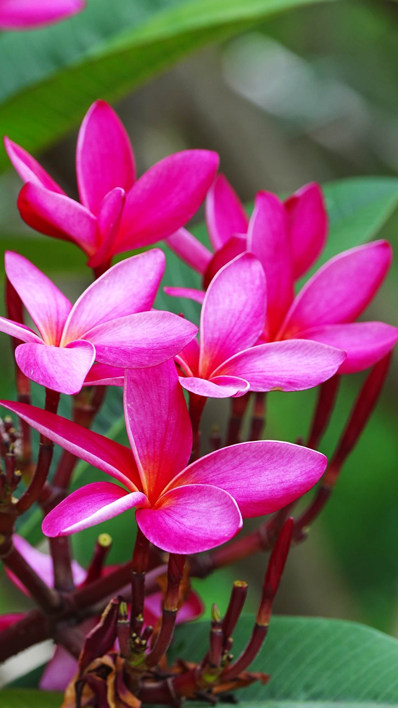 热带风情：粉色花海