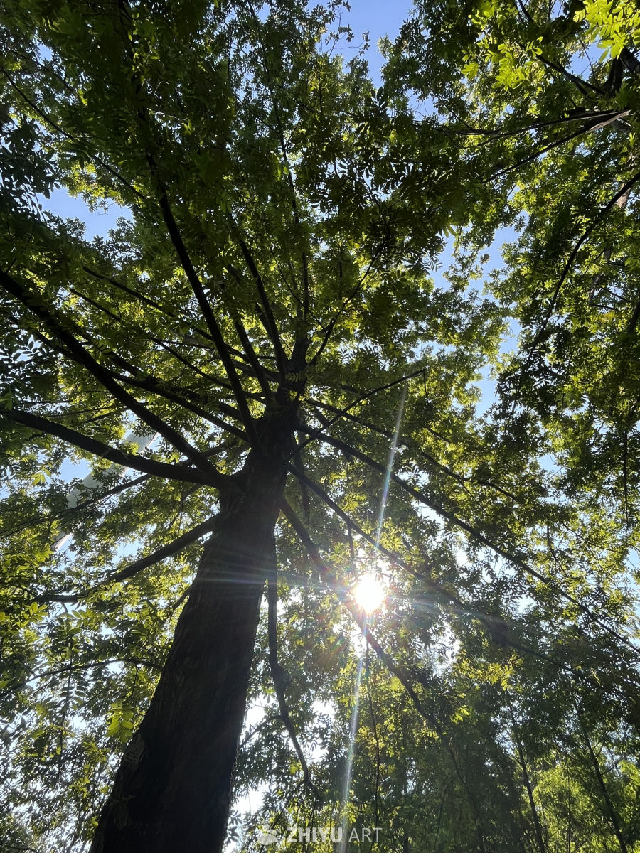 阳光透过树梢