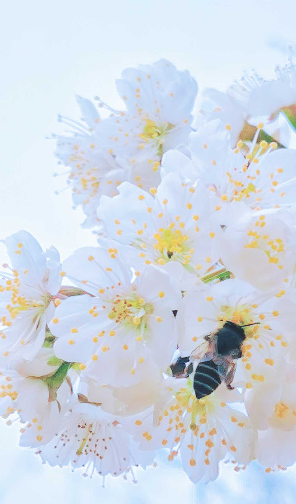 梨花