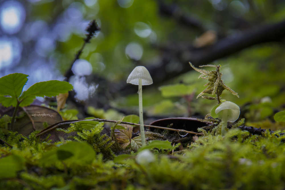 白色蘑菇
