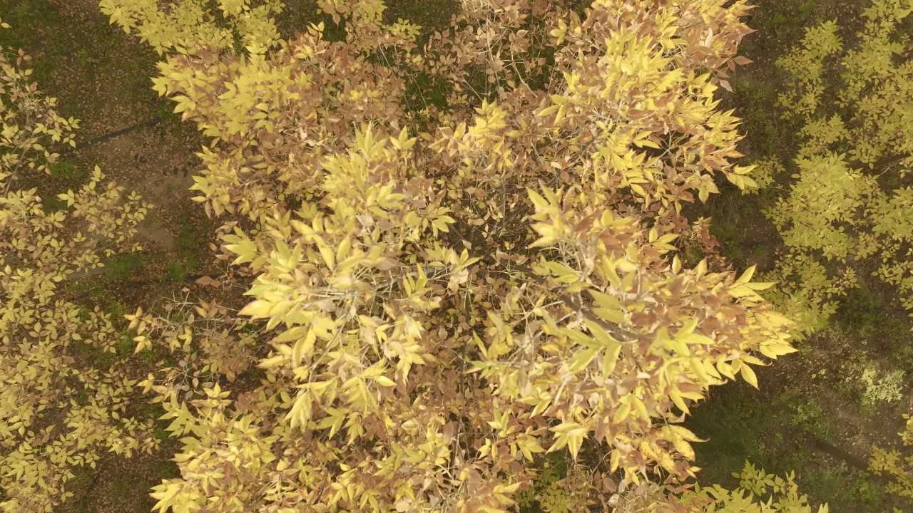 秋日森林航拍