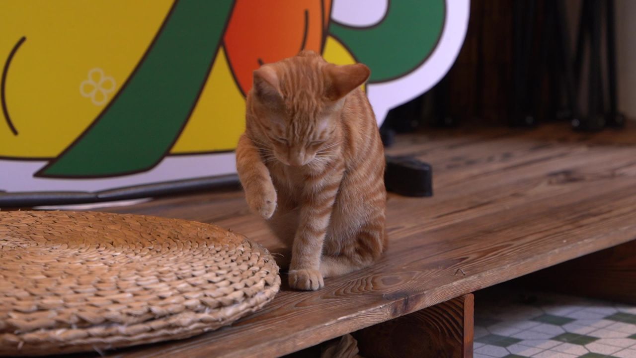 小猫