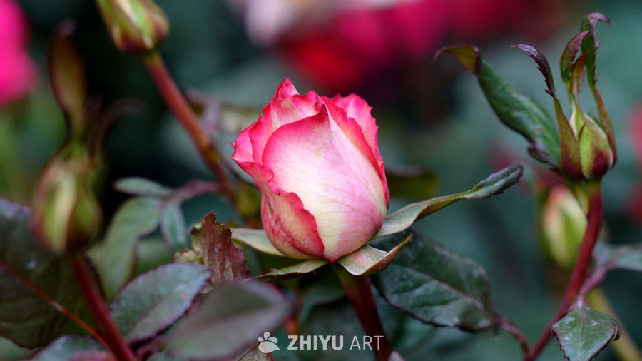 百花齐放春满园