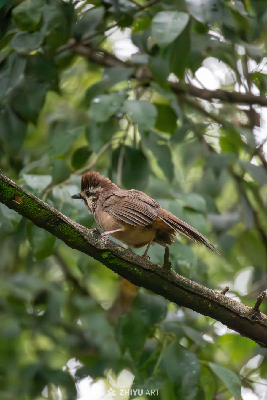 站在枝头的白颊噪鹛