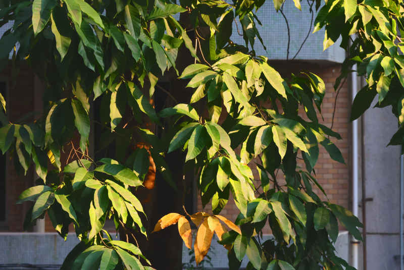 夕阳白兰树