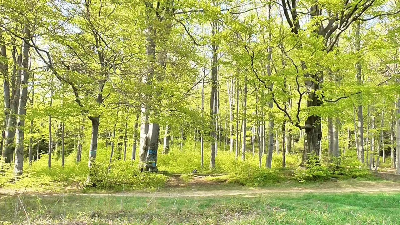 森林树绿色春