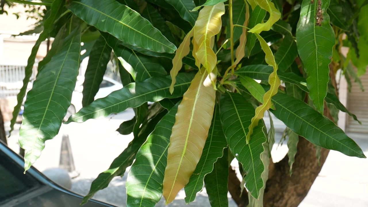 夏日风中芒果叶特写