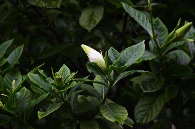 花苞