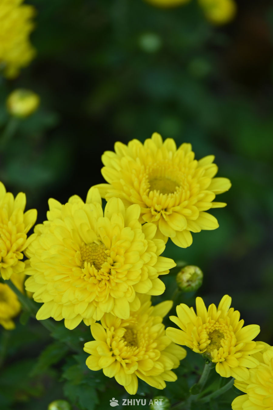 菊花