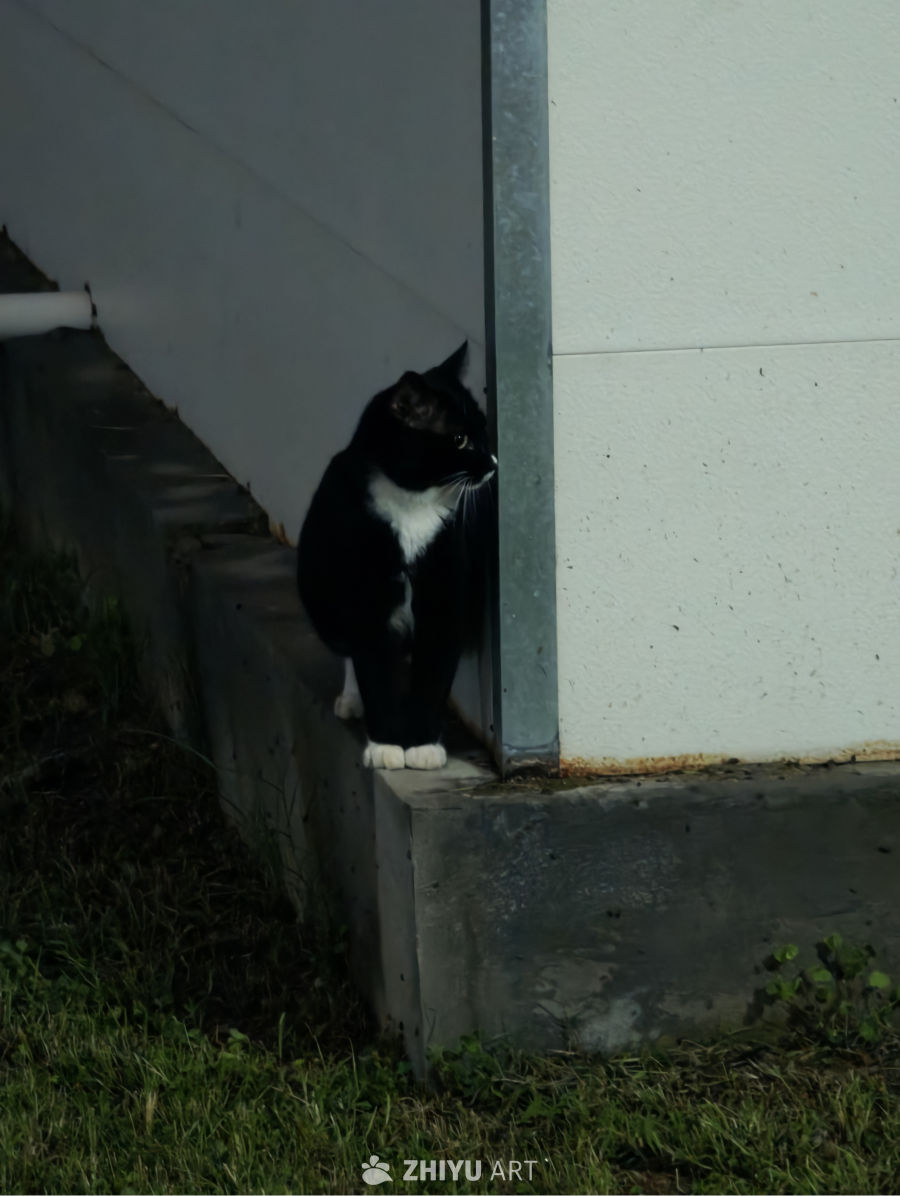 镜头里的小猫咪