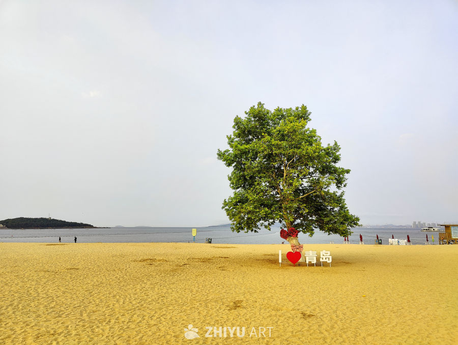青岛一浴的树