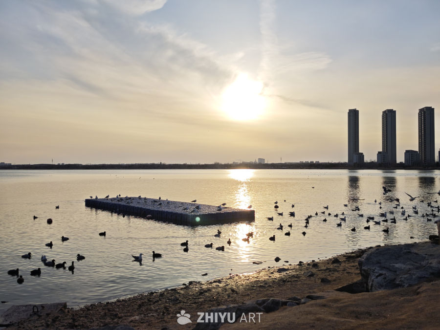 日落湖畔飞鸟归