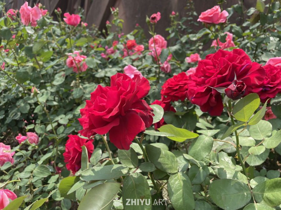 春季花卉 25