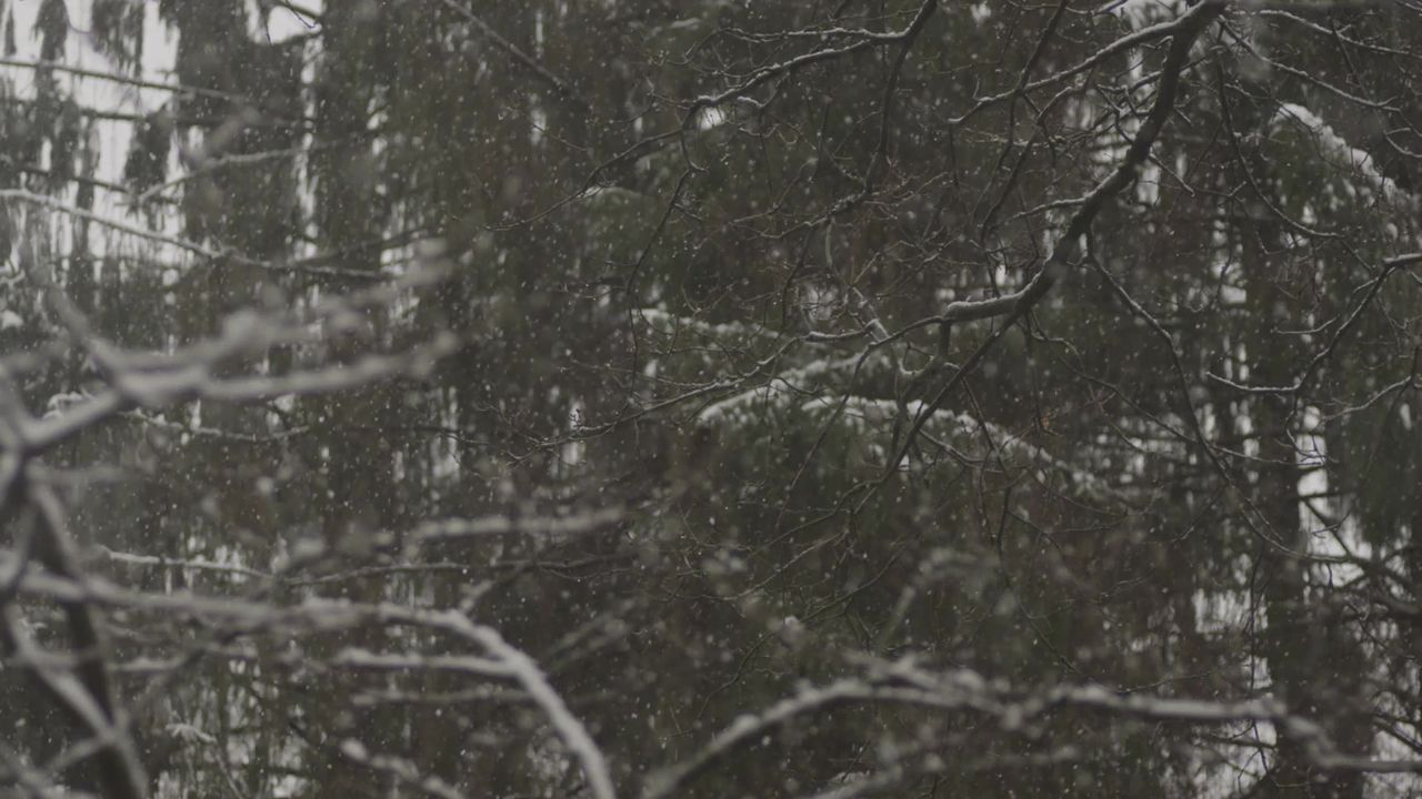 雪下冬天森林