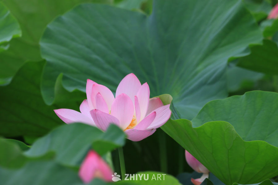 荷花 36
