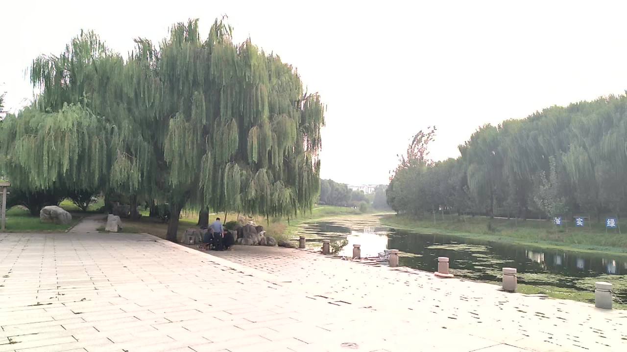 柳树，打牌，惬意 2