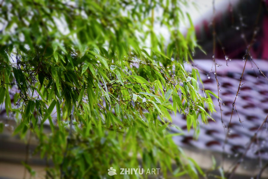 雨夏