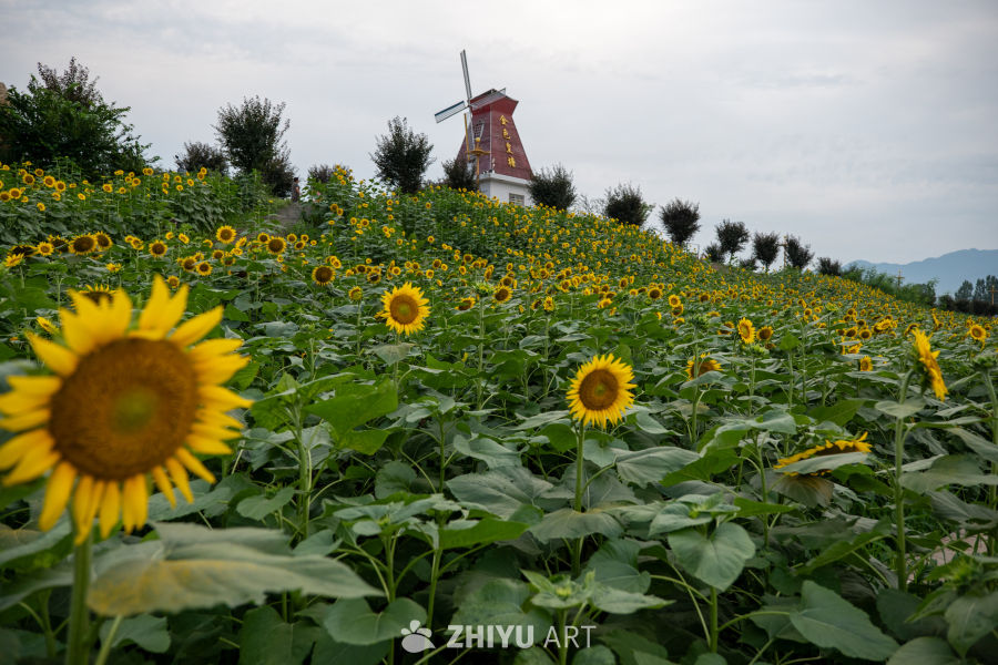 向日葵花海 14