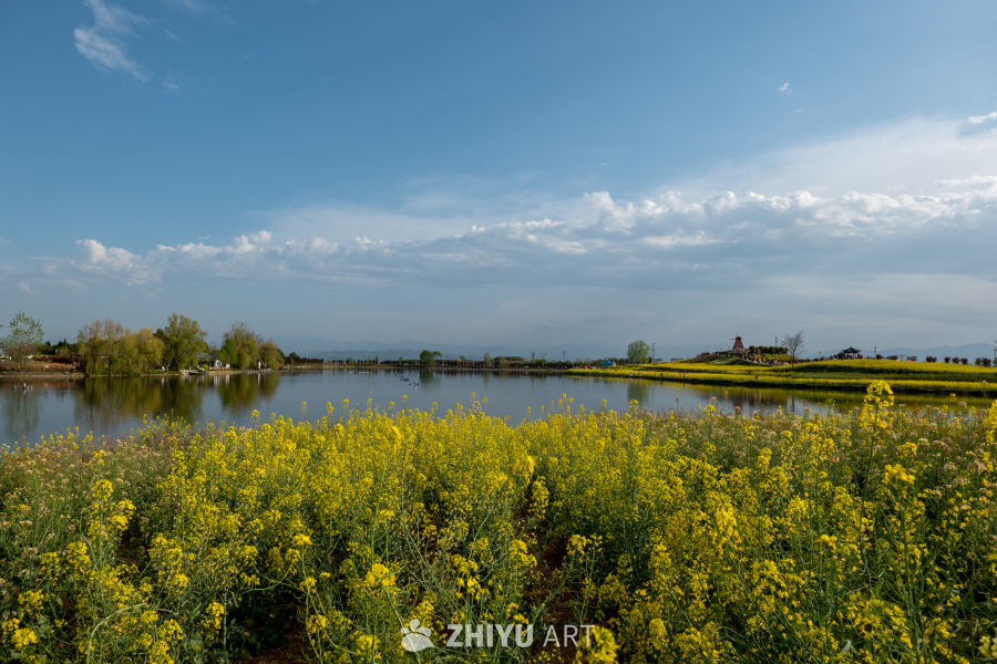 油菜花海 21
