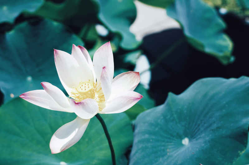 花卉 6