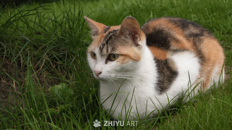 草丛中的小猫