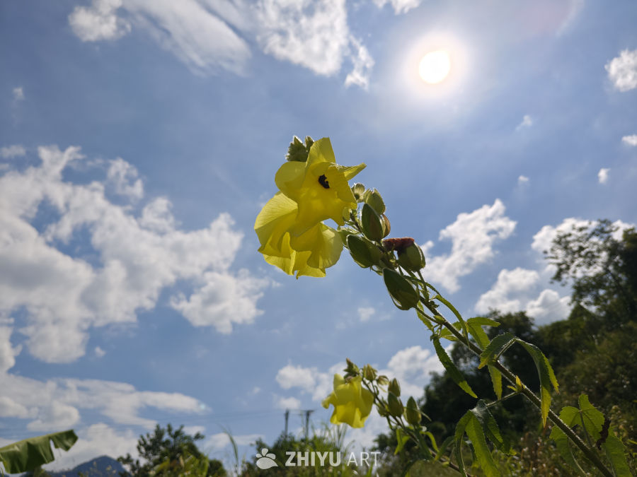 花 3