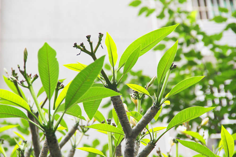 春天鸡蛋花树枝头