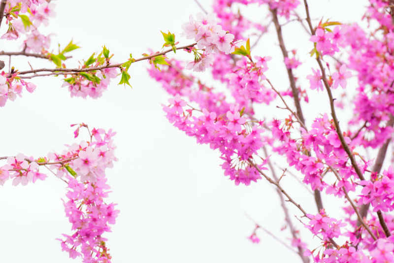樱花季 46