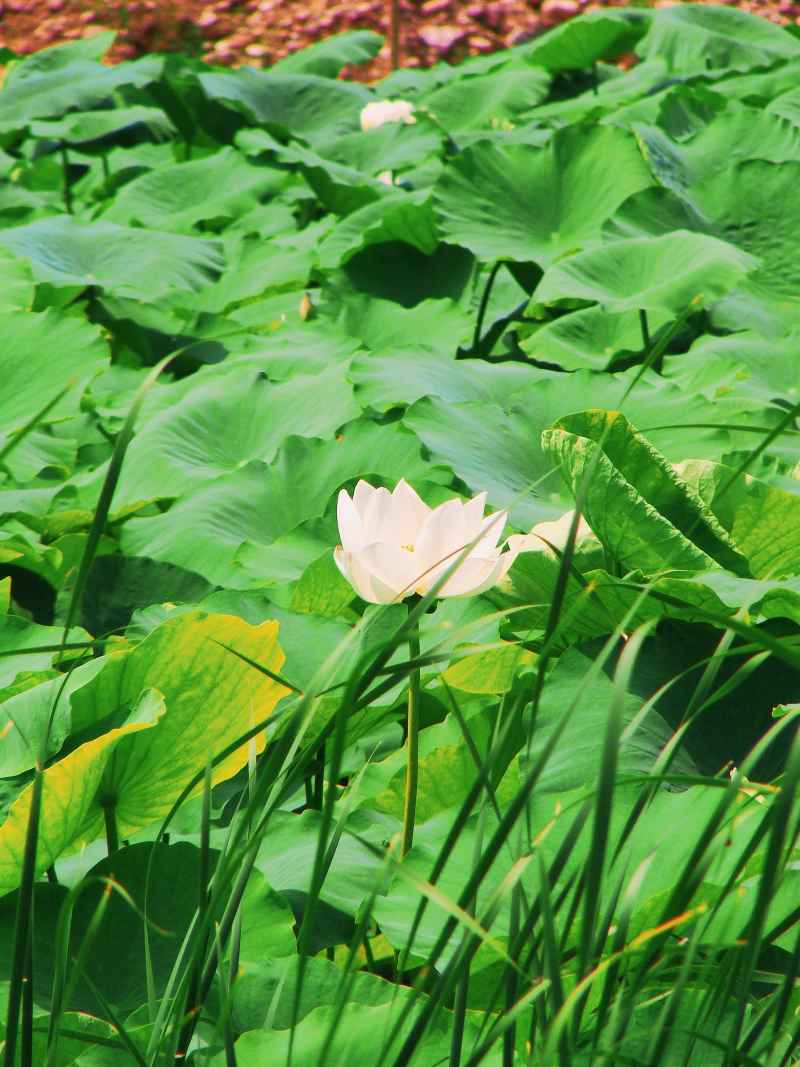 “水中君子”——荷花 4
