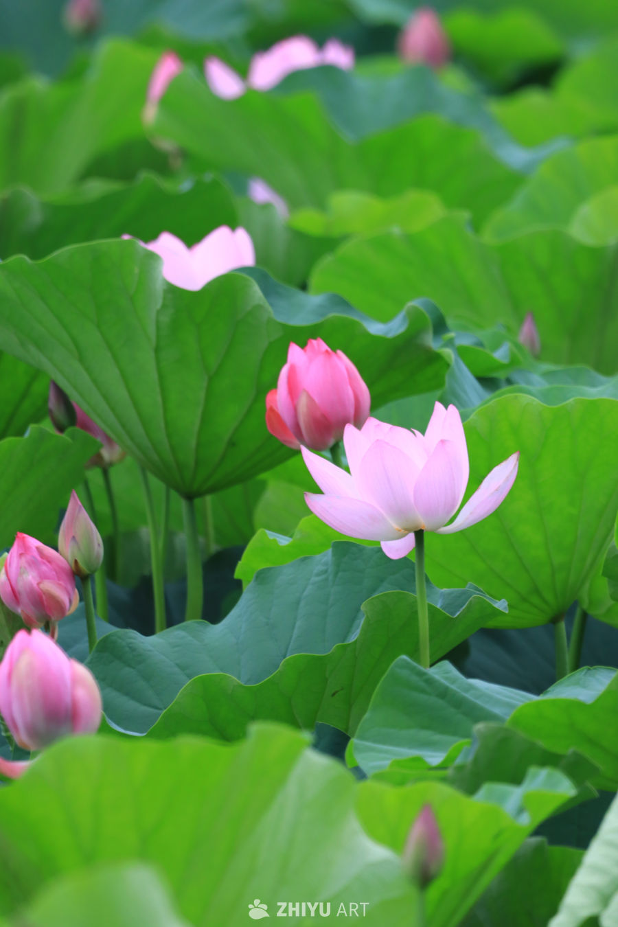 荷花 95