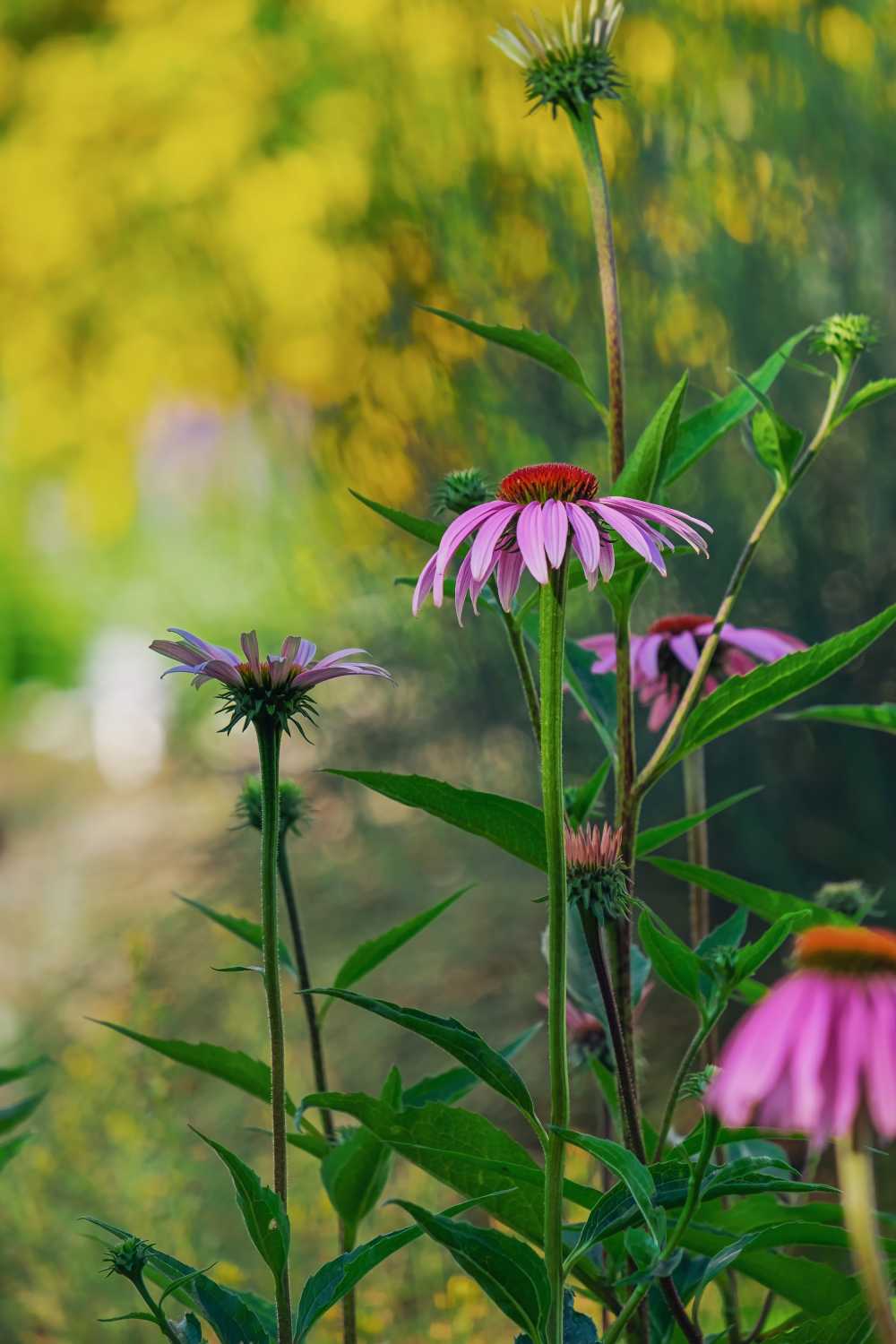 松果菊花开花粉红色