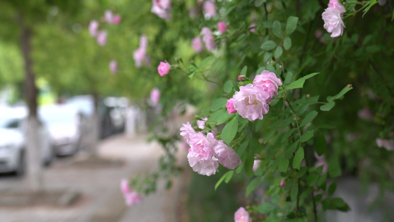 蔷薇花