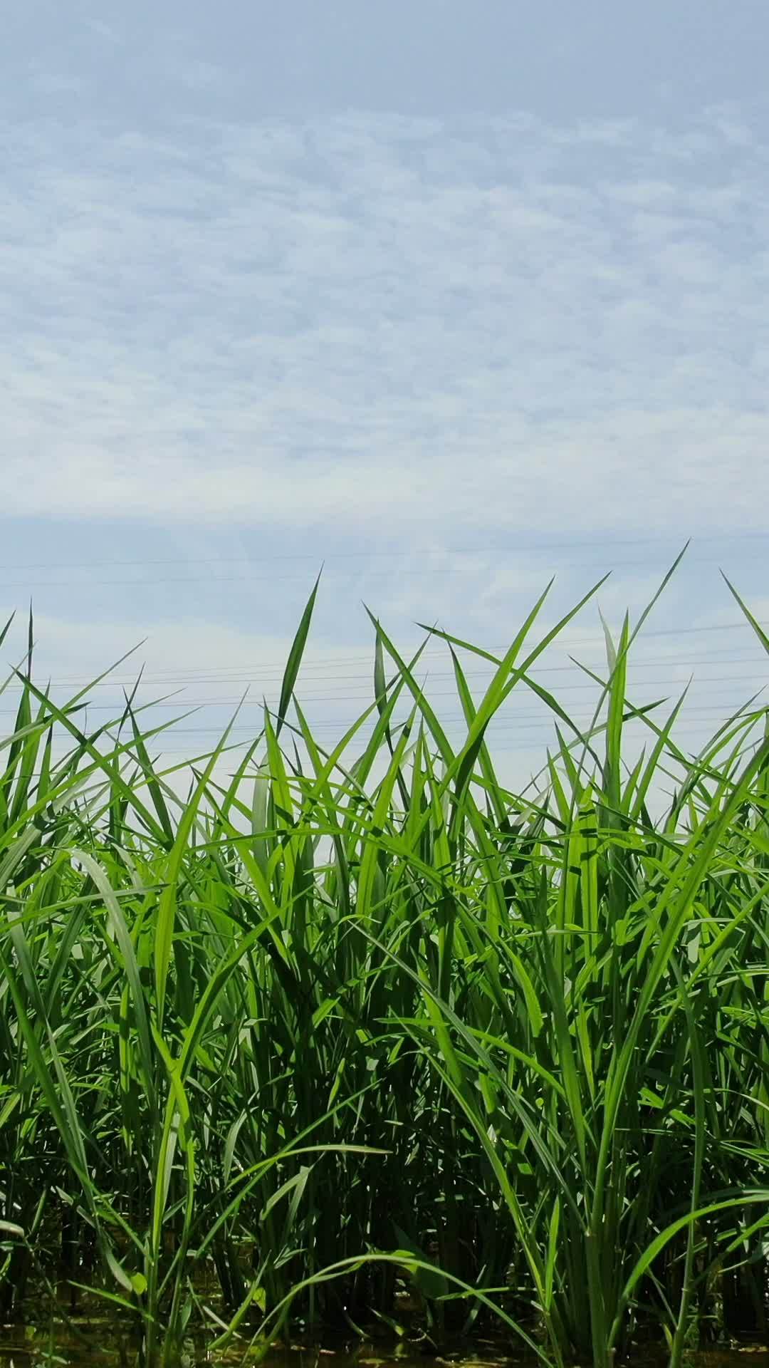 绿意盎然的田野