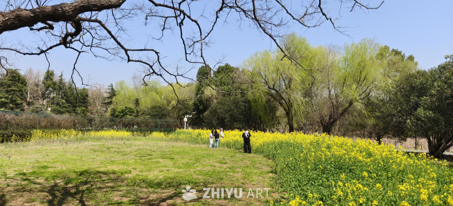 春和景明，油菜花