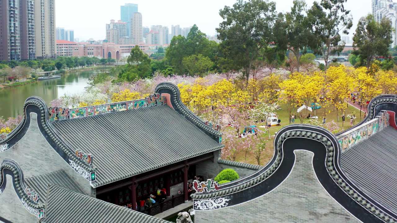 珠海市民赏香山湖公园黄花风铃花木景观 三