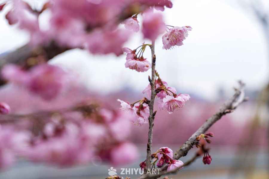 春日樱花绽放