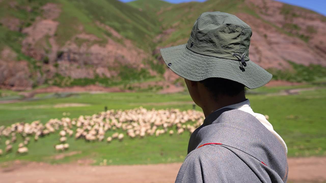 广阔草原上放牧牛羊的人群