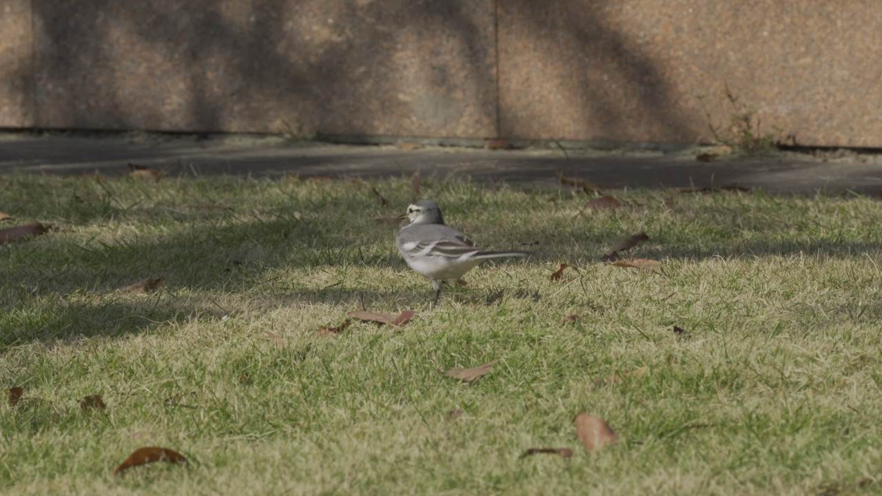杨府山公园观鸟 46
