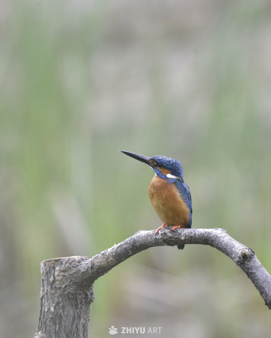 翠鸟栖息在枝头
