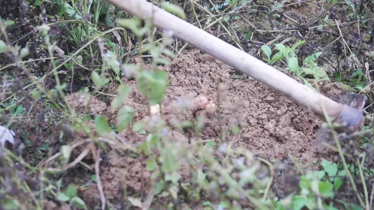 田野里的收获